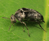 Mordella marginata