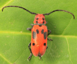 Red Milkweed Beetle - Tetraopes tetrophthalmus