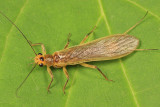 Perlesta sp.
