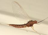 Isonychia sp. (female)