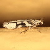 1792 - Coleotechnites atrupictella