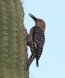 Gila Woodpecher - Melanerpes uropygialis
