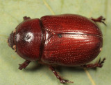 Oxygrylius ruginasus