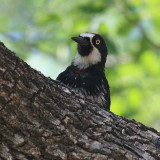 Acorn Woodpecker - Melanerpes formicivorus