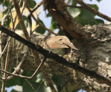 Yellow-billed Cuckoo - Coccyzus americanus