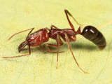 Trapjaw Ant - Odontomachus clarus