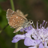 Elissa Roadside-Skipper - Amblyscirtes elissa