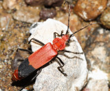 Chauliognathus lecontei