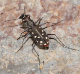 Western Red-bellied Tiger Beetle - Cicindela sedecimpunctata