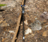 Great Spreadwing - Archilestes grandis