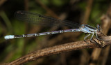 Springwater Dancer - Argia plana