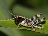 Boopedon flaviventris (male nymph)