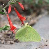 Cloudless Sulphur - Phoebis sennae