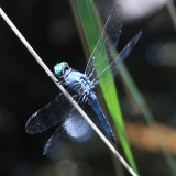Blue Dasher - Pachydiplax longipennis