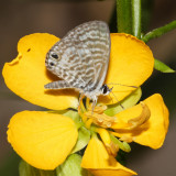 Marine Blue - Leptotes marina