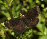 Golden-headed Scallopwing - Staphylus ceos