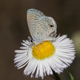 Ceraunus Blue - Hemiargus ceraunus