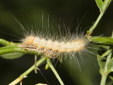 8140 - Fall Webworm - Hyphantria cunea