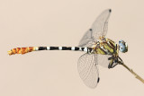 White-belted Ringtail - Erpetogomphus compositus