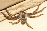 Giant Crab Spiders - Sparassidae