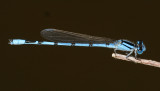 Familiar Bluet - Enallagma civile