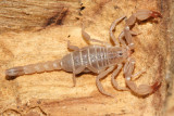 Scorpions - Scorpiones