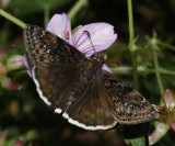 Pacuvius Duskywing - Erynnis pacuvius