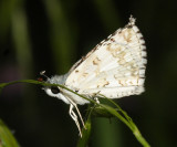 White Checkered-Skipper - Pyrgus albescens