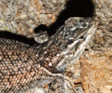 Yarrow's Spiny Lizard - Sceloporus jarrovi
