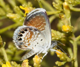 Western Pygmy Blue - Brephidium exilis