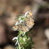 Arizona Powdered-Skipper - Systasea zampa