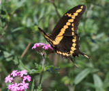 Giant Swallowtail - Papilio cresphontes