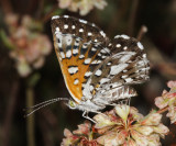 Mormon Metalmark - Apodemia mormo