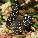 Mormon Metalmark - Apodemia mormo