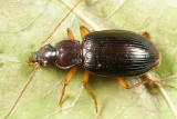 Platynus lyratus