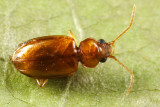 Trechus sp.