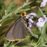 Orange-edged Roadside-Skipper - Amblyscirtes fimbriata