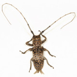 Mesquite Girdler - Oncideres rhodosticta