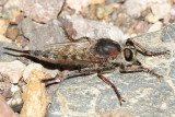 Efferia sp.