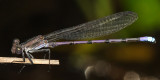 Violet Dancer - Argia fumipennis