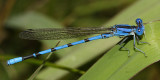 California Dancer - Argia agrioides