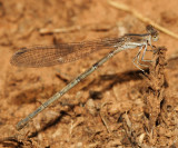 California Dancer - Argia agrioides (female)