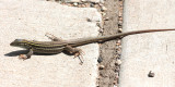 Sonoran Spotted Whiptail - Aspidoscelis sonorae