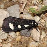 9312 - Two-spotted Forester - Alypiodes bimaculata