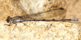 Tonto Dancer - Argia tonto (male)