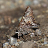 Arizona Skipper - Codatractus arizonensis