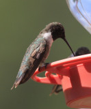 Black-chinned Hummingbird - Archilochus alexandri (male)