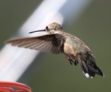 Broad-billed Hummingbird - Cynanthus latirostris (female)