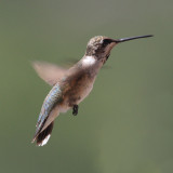 Black-chinned Hummingbird - Archilochus alexandri (immature male)