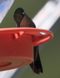 Magnificent Hummingbird - Eugenes fulgens (female)